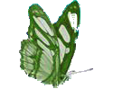 Green Butterfly - Aberdeenshire Environmental Forum